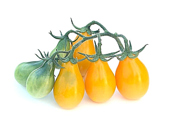 Descripción de tomate pera
