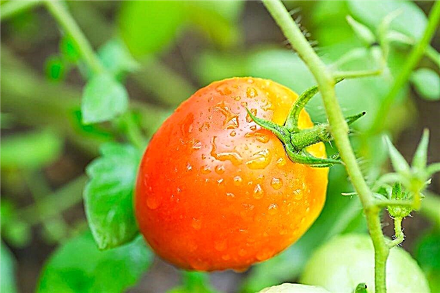Characteristics of Korolevich tomatoes
