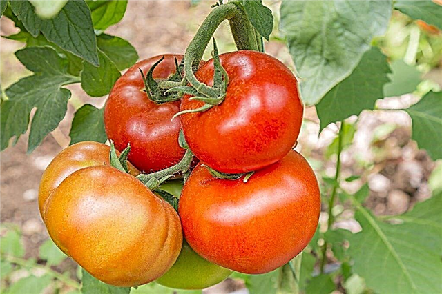 Características dos tomates Babushkino Lukoshko