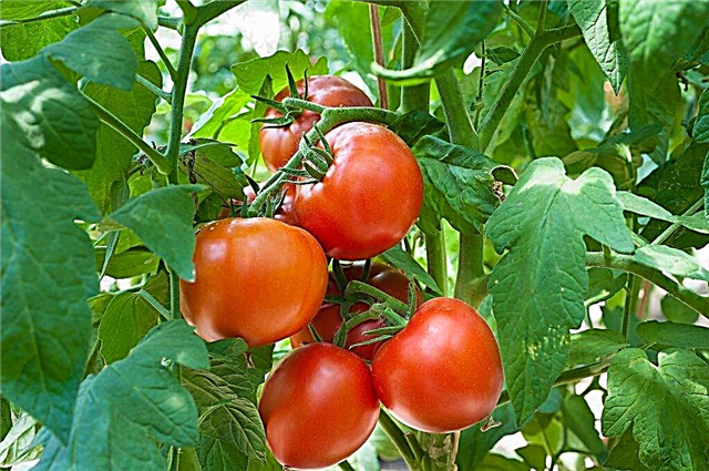 Characteristics of a tomato variety Major