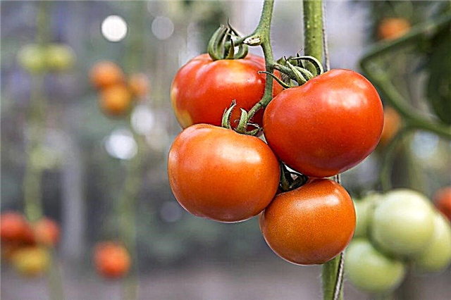 Charakteristika odrody paradajok Babushkino