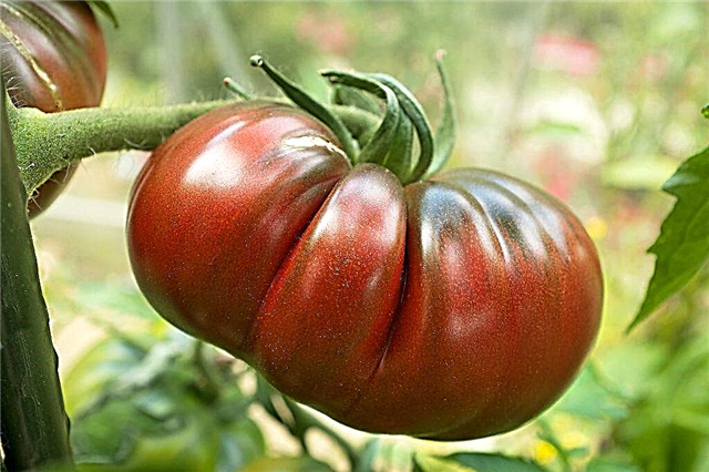 Deskripsi tomat Nanas hitam