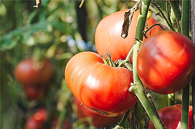 „Titan“ pomidorų charakteristikos