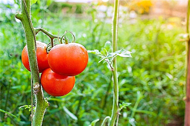 Beschreibung des Tomatenpräsidenten