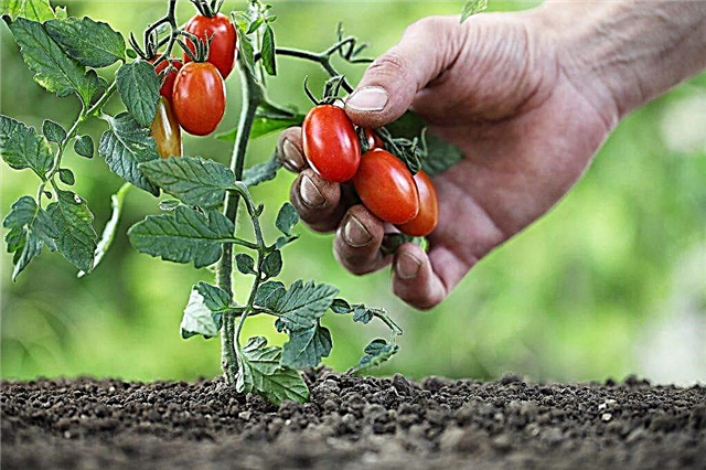 أصناف من الطماطم منخفضة النمو للأرض المفتوحة دون قرص