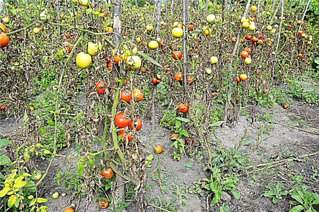 كيفية علاج فيروس فسيفساء التبغ على الطماطم