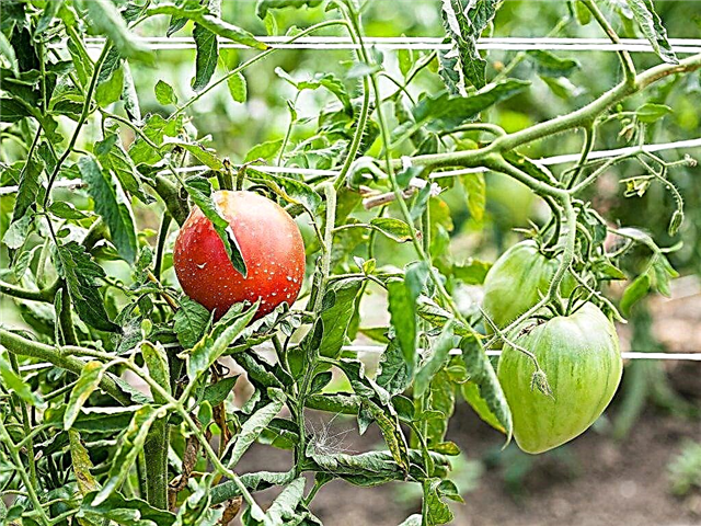 Beschreibung der Tomate Batyan