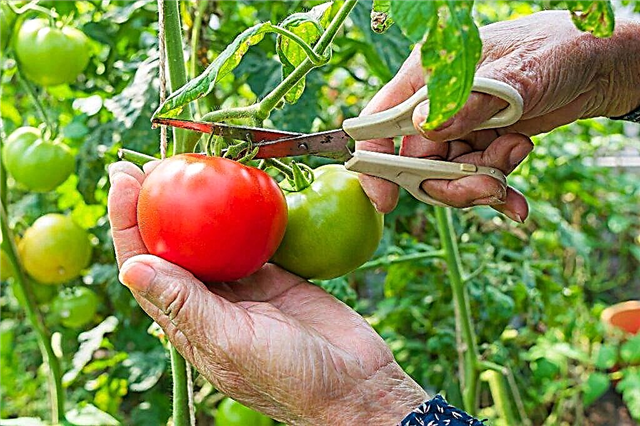 Penerangan mengenai tomato Paradise Delight