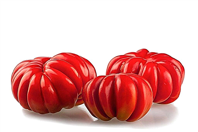 Characteristics of American Ribbed tomato