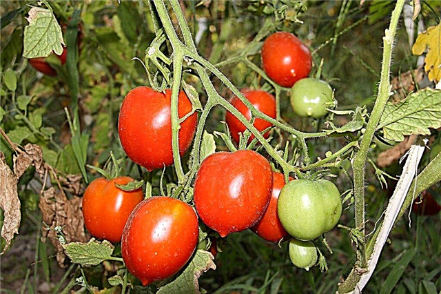 Характеристики на домати Легенда Тарасенко