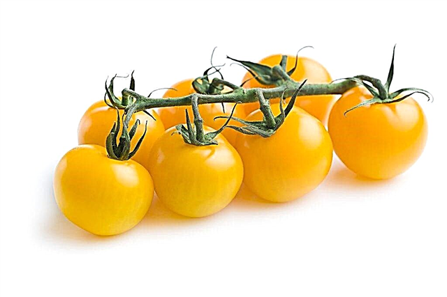 Beschrijving van tomaten Pearl