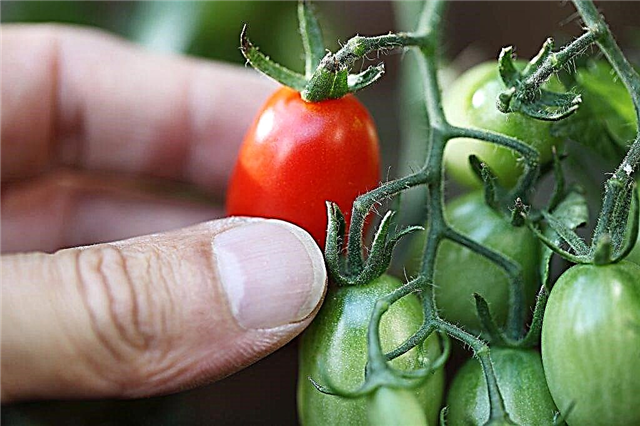خصائص الطماطم مفاجأة داخلية
