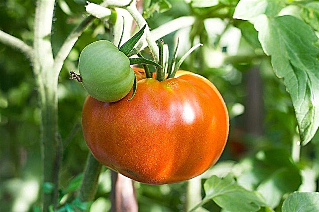 알타이 명작 품종의 토마토의 특성