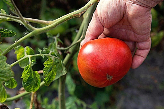 Características de la variedad de tomate Andreevsky sorpresa
