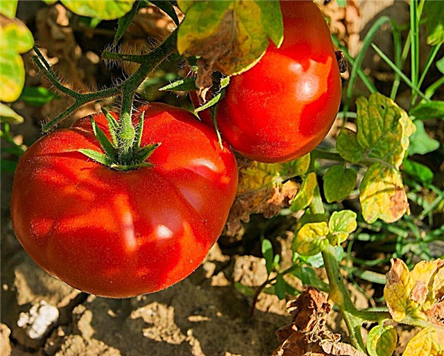 Beschreibung der Tomatenbärentatze