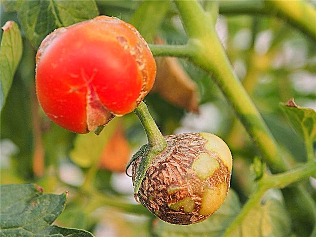 Защо доматите гният в оранжерията?