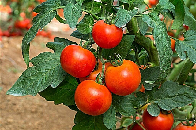 Características de la variedad de tomate Luces de Moscú