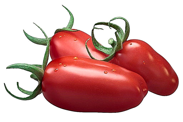وصف الطماطم Zhigalo