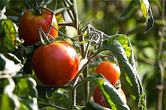 Beschreibung der Tomate Sunrise