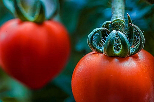 Characteristics of the Sevryuga tomato variety