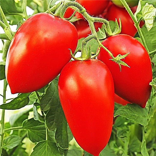 Karakteristik dari varietas tomat Petrusha Ogorodnik