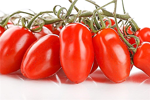 Beskrivelse af tomat Fransk Grozdeva