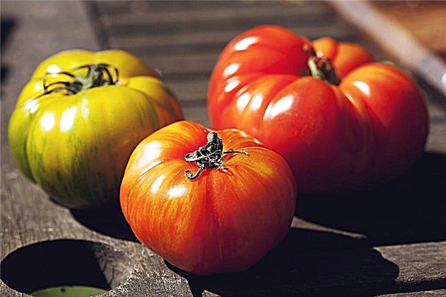 Ciri-ciri dan perihalan tomato Yusupov