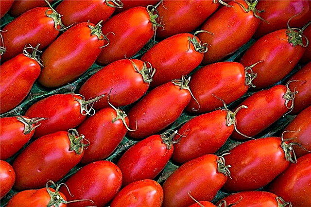 Características e características do tomate Auria