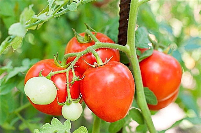 모스크바 크림 품종의 토마토의 특성