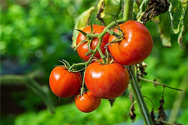 Características de una variedad de tomate Sorpresa
