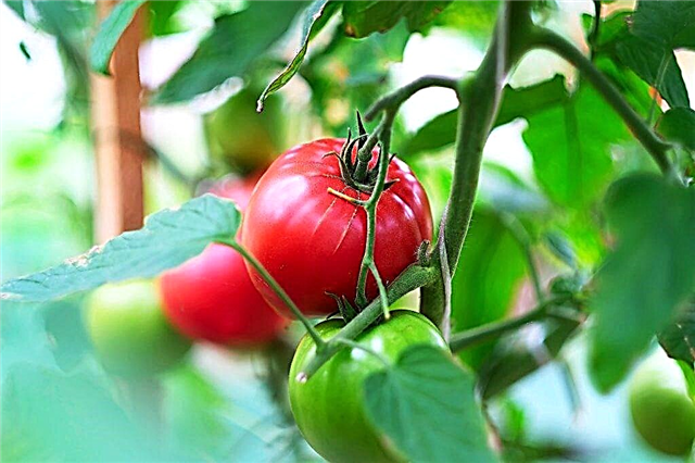 Características da variedade de tomate Pink Mani 1