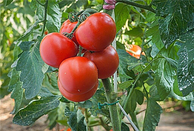 Eigenschaften von Tomaten der Sorte Polfast f1