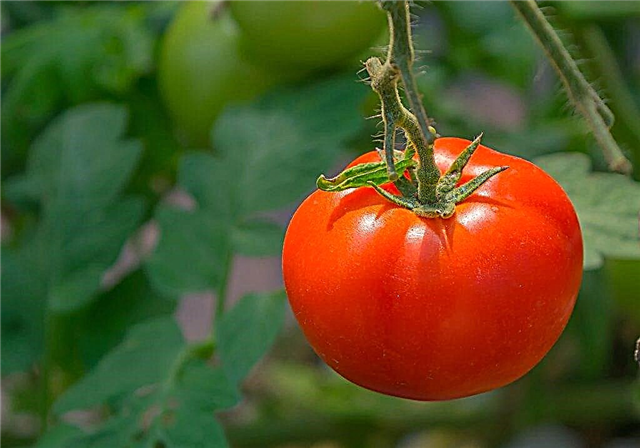 Đặc điểm của một lớp chất béo cà chua