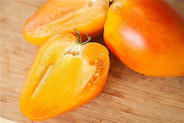 Tomatisordi omadused Haldja kingitus