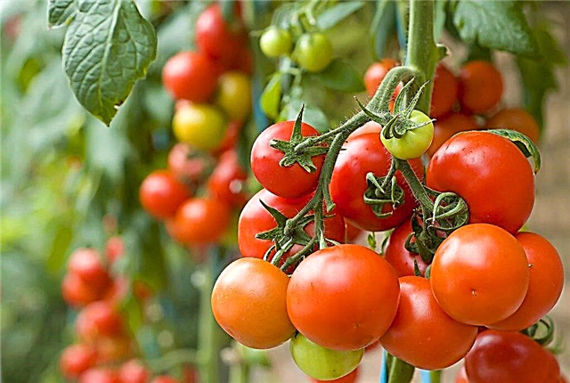 Kenmerken van de Japanse dwerg-tomatenvariëteit