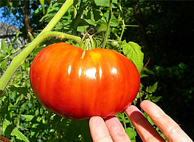 Charakteristiky odrody paradajok z hovädzieho mäsa