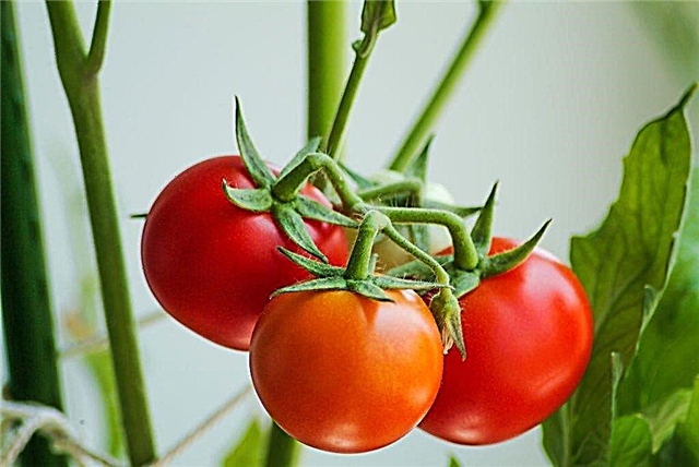 Pomidorų veislės ypatybės Dovana