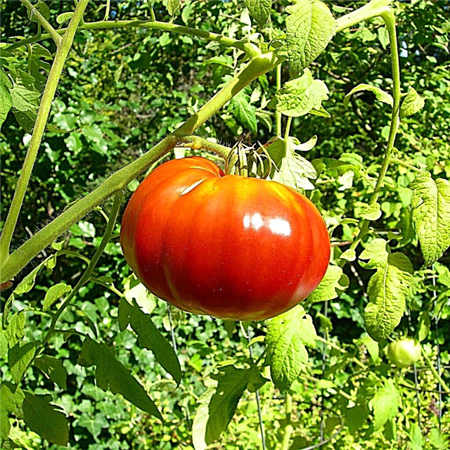 Характеристики на сорта домат Beef
