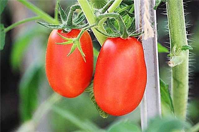 Pomidorų veislės charakteristikos Drochelnok