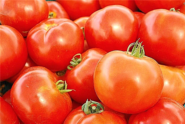 Characteristics of tomatoes of the Babushkin Gift variety