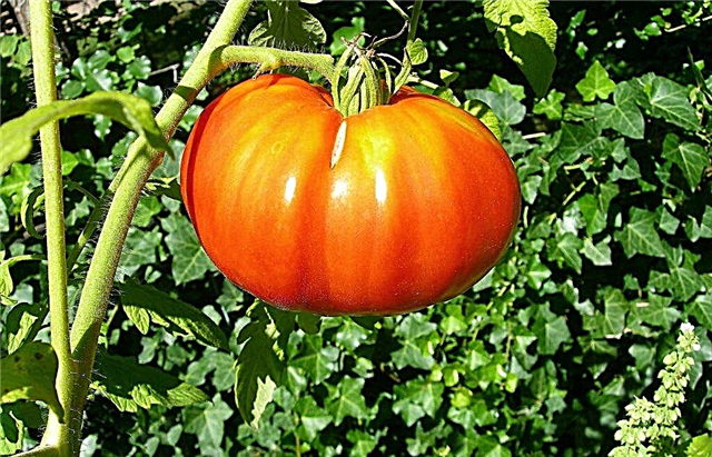 Eigenschaften von Mazarin-Tomaten