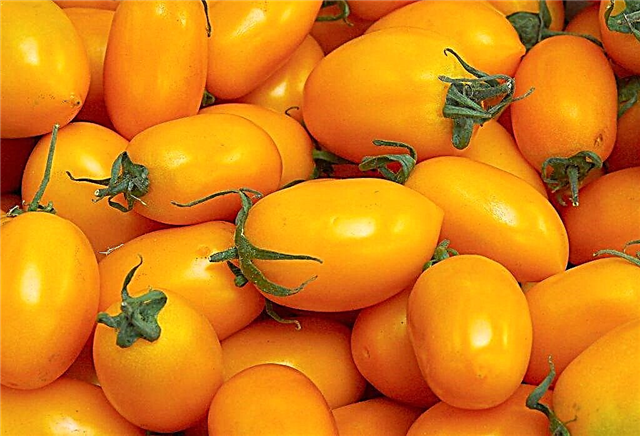 Características da variedade de tomate Olesya