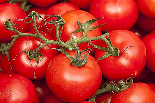 Kjennetegn på Bellé-tomatsorten f1