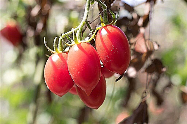Características da variedade de tomate Rio Fuego