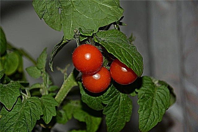 Kenmerken van dwerg-tomatenrassen