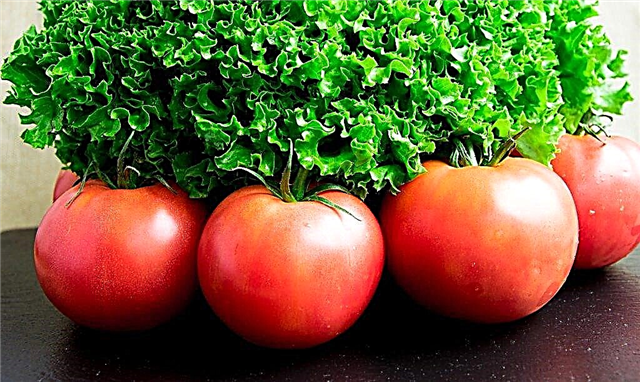 Charakteristiky odrody paradajok Moskvich