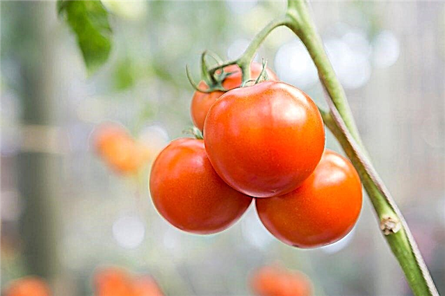 Caractéristiques de la variété de tomate Solerosso F1