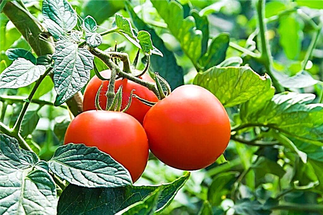 Características de los tomates Dachnik.
