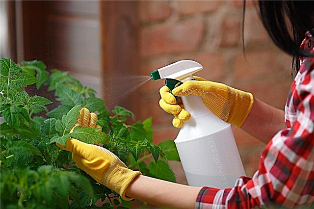 The use of iodine and milk for spraying tomatoes