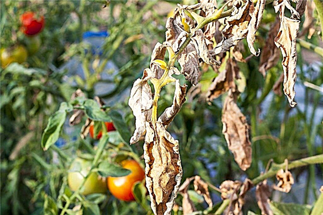 Symptoms and treatment of tomato alternaria